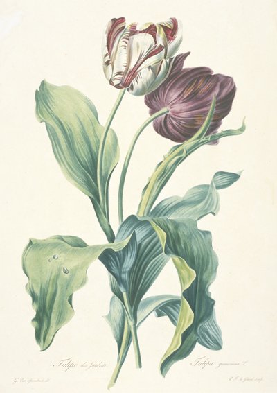 Tulp uit de Tuinen, uit Fleurs Dessinees d