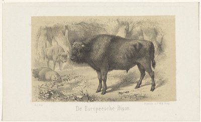 Europese bizon door Gerardus Johannes Bos