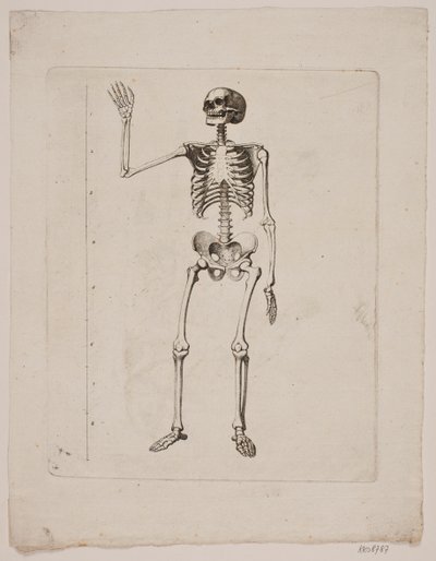 Skelet door Gerhard Ludvig Lahde