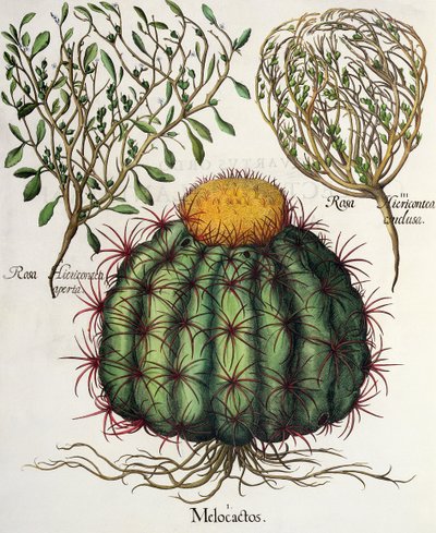 1.Melocactus; 2.Rosa Hiericontea aperta; 3.Rosa Hiericontea conclusa, uit de Hortus Eystettensis door Basil Besler (1561-1629), uitgegeven 1613 door German School