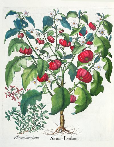 1.Solanum Pomiferum; 2.Amaracus vulgaris, uit de Hortus Eystettensis door Basil Besler (1561-1629), uitgegeven 1613 door German School