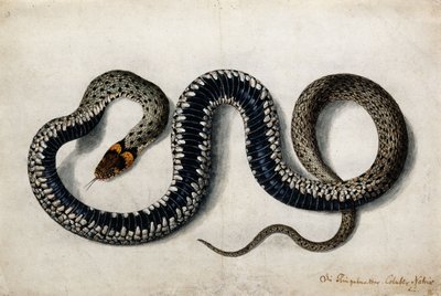 Een ringslang, ca. 1675-1700 door German School