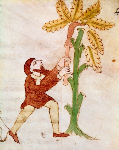 Een boer die de takken van een miniatuurboom snijdt uit het manuscript 