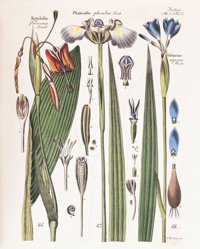 Een plaat uit "Zeitschrift fuer Gaertner, Botaniker und Blumenfreunde", 1840-43 door German School