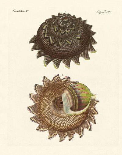 Een zeldzame molluskschelp van de Zuidzee door German School