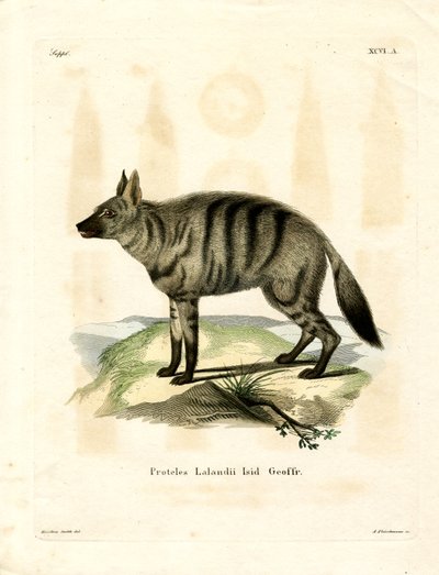 Aardwolf door German School