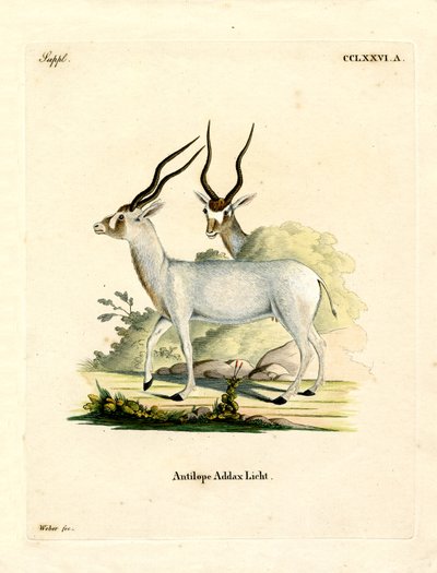Addax Antilope door German School