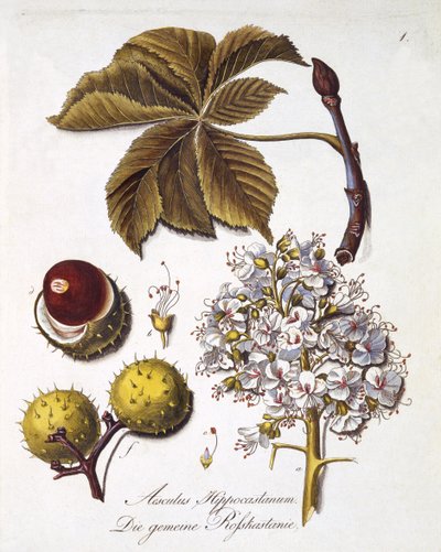 Aesculus Hippocastanum, uit 
