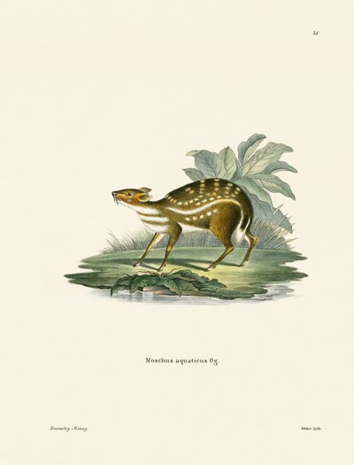 Afrikaanse Chevrotain door German School