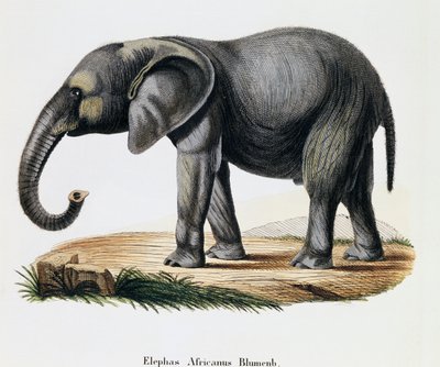 Afrikaanse Olifant (Elephas africanus), uit Zoogdieren geïllustreerd uit de natuur met beschrijvingen, door Johann Christian Daniel von Schreber (1739-1810), gravure door IC Bock naar tekening van A Fleischmann, Duitsland door German School