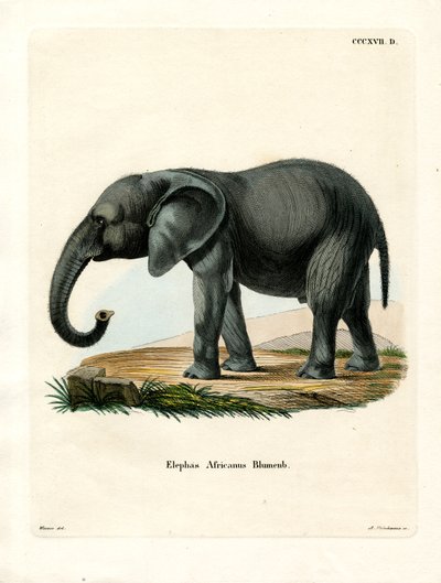 Afrikaanse olifant door German School