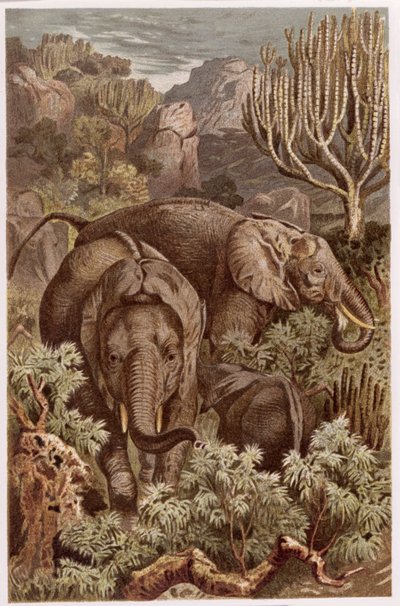 Afrikaanse olifant, plaat uit Brehms Tierleben: Allgemeine Kunde des Tierreichs, vol.3, p.9, gepubliceerd door Bibliographisches Institut, 1891 door German School