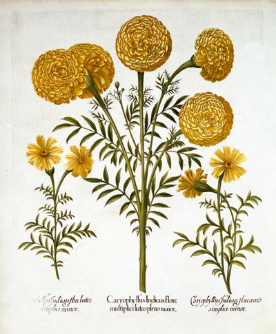 Afrikaanse Goudsbloem en Franse Goudsbloemen, uit Hortus Eystettensis, door Basil Besler, gepubliceerd 1613 door German School