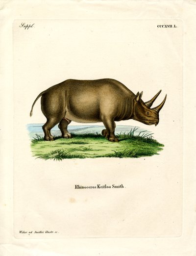 Afrikaanse Neushoorn door German School