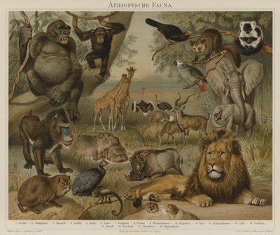 Afrikaanse fauna door German School