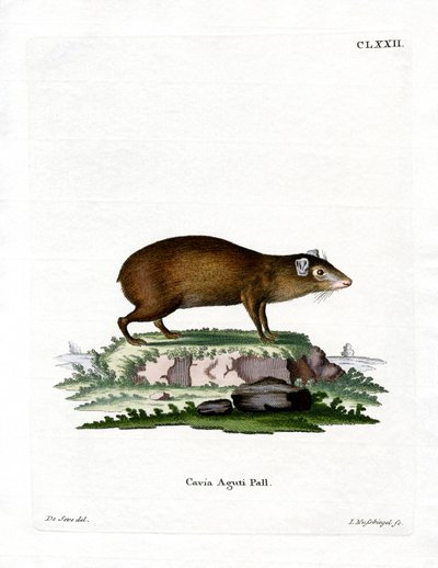 Agouti door German School