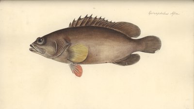 Alphestes afer, voor 1793 door German School