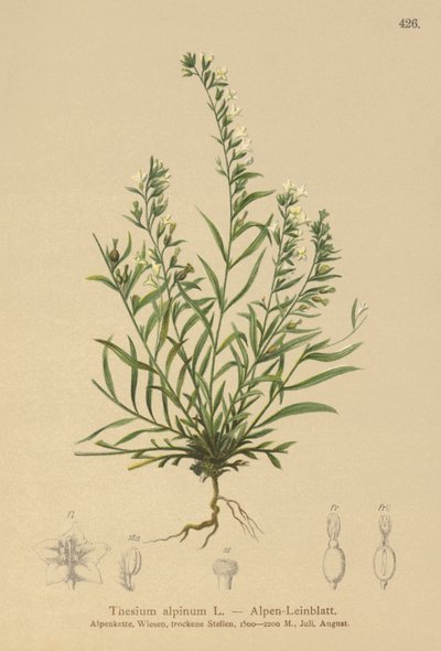 Alpen Bastard Toadflax (Thesium alpinum) door German School