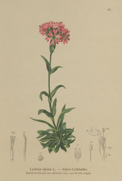 Alpen Catchfly door German School