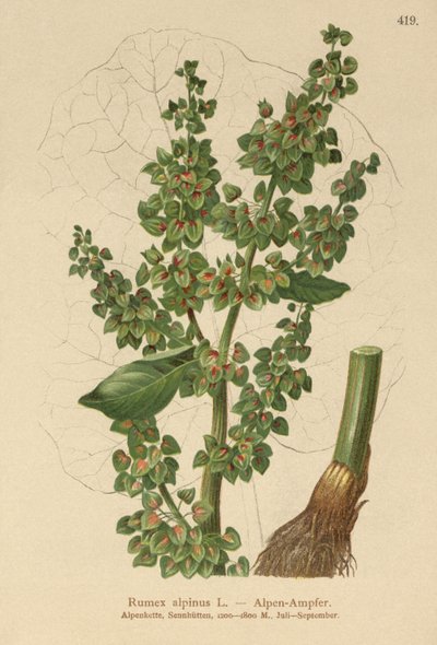 Alpen Zuring (Rumex alpinus) door German School