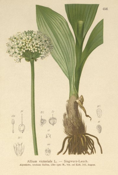 Alpen Prei (Allium victorialis, Allium victoriale, Cepa victorialis, Geboscon triphylum, Allium plantagineum, Allium anguinum) door German School