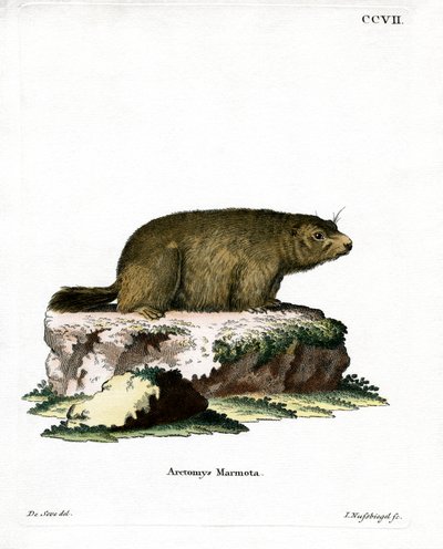 Alpenmarmot door German School