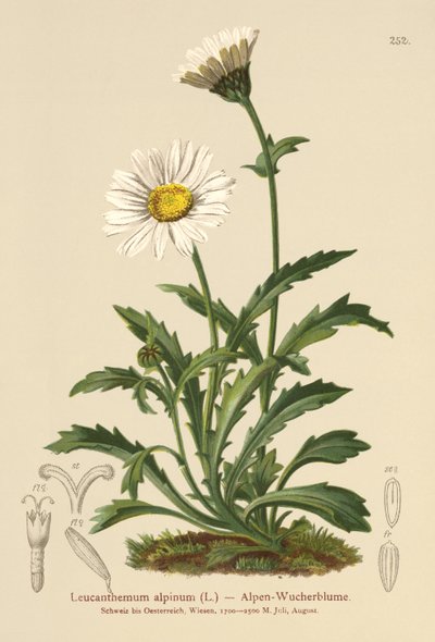 Alpenmargriet door German School