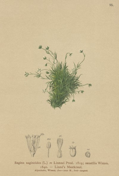 Alpen Pearlwort door German School