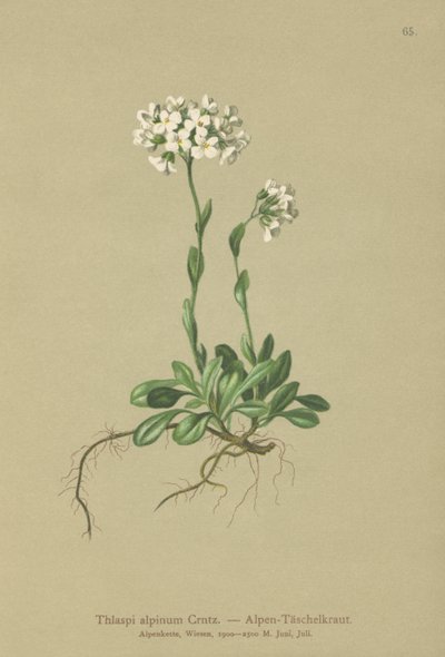 Alpen Pennycress door German School