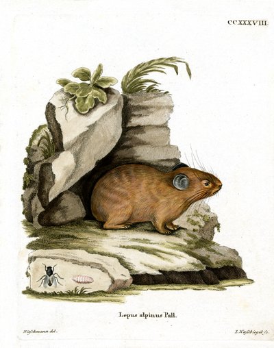 Alpen pika door German School