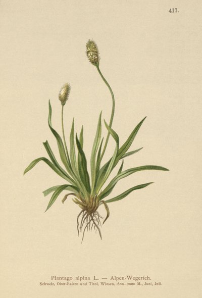 Alpen Weegbree (Plantago alpina) door German School