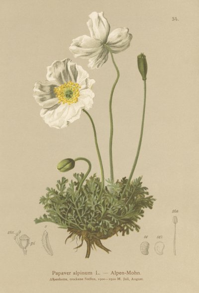 Alpen Papaver door German School