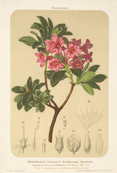 Alpenroos (Rhododendron hirsutum) door German School