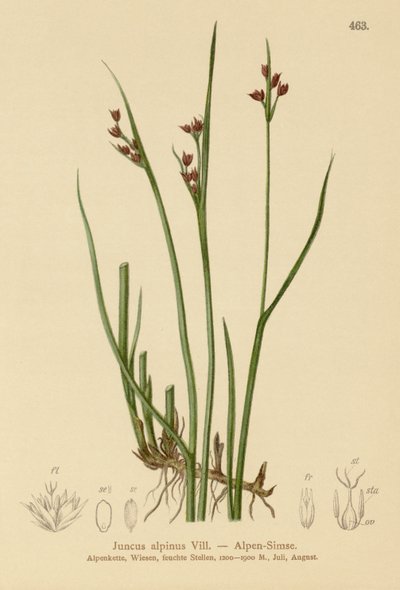 Alpen Riet (Juncus alpinus, Juncus alpinoarticulatus) door German School