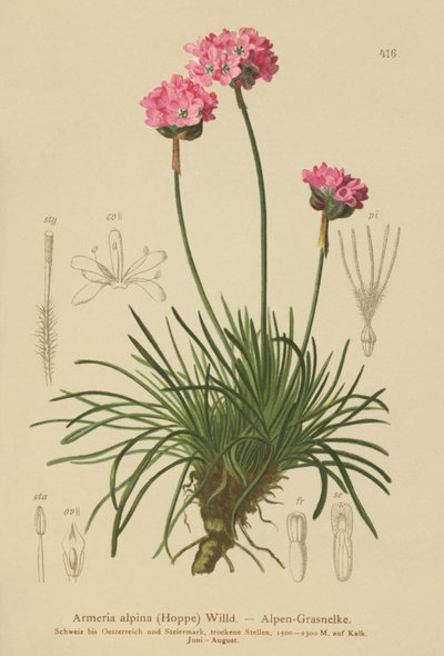 Alpen Engels gras (Armeria alpina) door German School