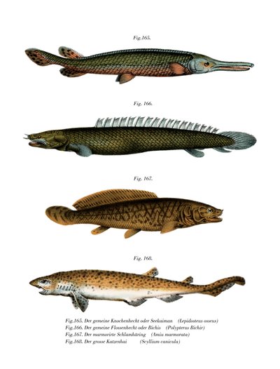 Amerikaanse Zoetwater Garpike door German School