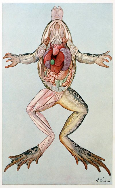 Anatomische dwarsdoorsnede van een vrouwelijke kikker, uit Brehms Tierleben door German School