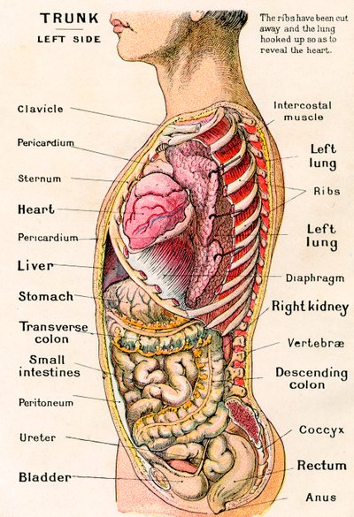 Anatomisch Zicht op de Menselijke Torso door German School