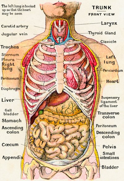 Anatomisch zicht op de menselijke torso door German School