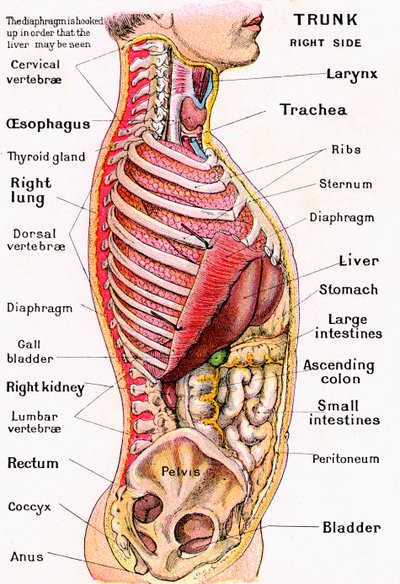 Anatomisch zicht op de menselijke torso door German School