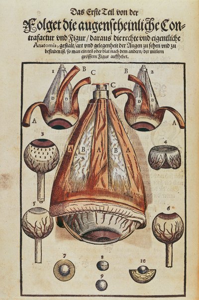 Anatomie van het oog, uit Ophthalmodouleia door Georg Bartisch, gepubliceerd in Dresden in 1583 door German School