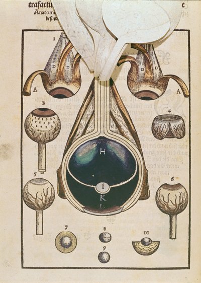 Anatomie van het oog, uit Ophthalmodouleia door Georg Bartisch, gepubliceerd in Dresden in 1583 door German School