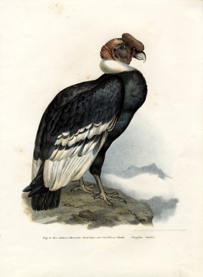 Andescondor, 1864 door German School