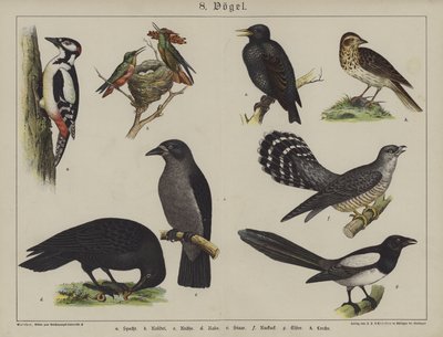 Dieren door German School