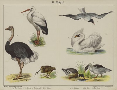 Dieren door German School