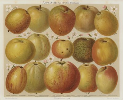 Appels door German School