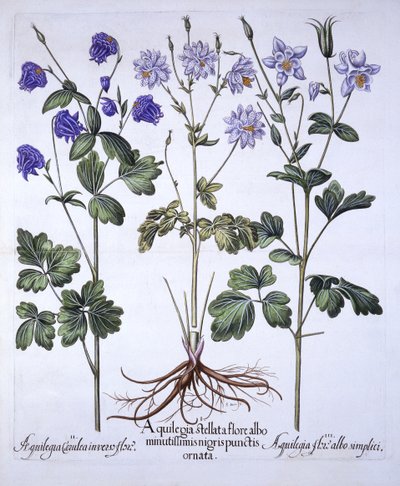 Akelei, uit Hortus Eystettensis, door Basil Besler, 1613 door German School