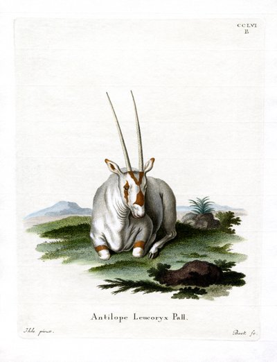 Arabische Oryx door German School
