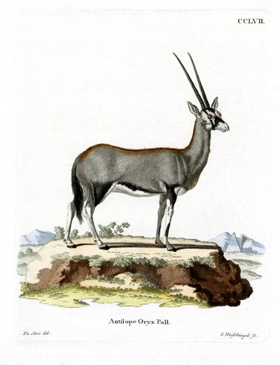Arabische Oryx door German School