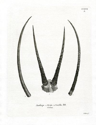 Arabische oryx hoorns door German School